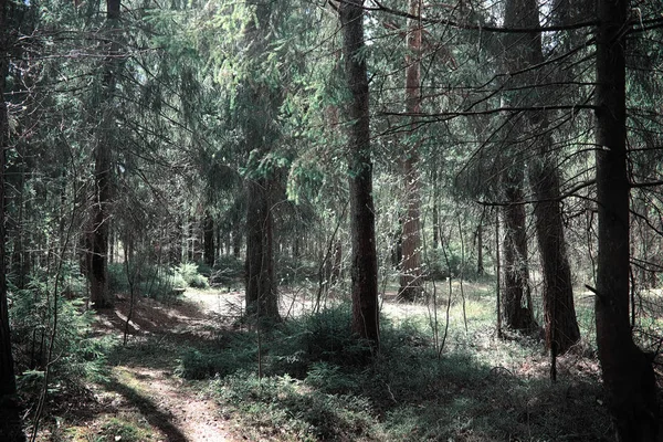 Pine forest. Depths of a forest. Journey through forest paths. T — Stock Photo, Image