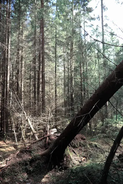 Tallskog. Djupet av en skog. Resa genom skogsstigar. T — Stockfoto