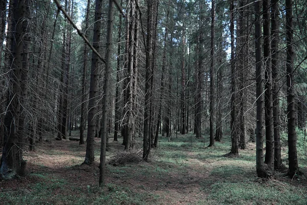 Fenyves erdőben. Erdő mélyén. Utazás erdei ösvényeken. T — Stock Fotó