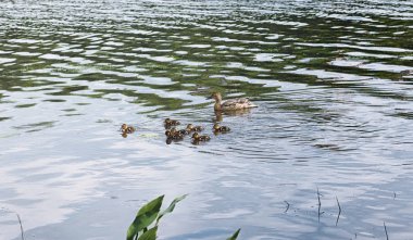 Su birikintisi kuşlarda. Bir sürü ördek ve güvercin su. Mi