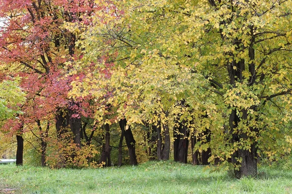 Осенний пейзаж. Парк осенью. Яркие цвета осени — стоковое фото