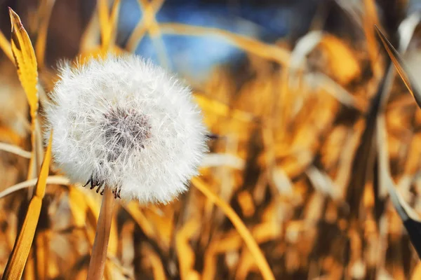 Herfst aard. Bladeren en struiken met de gele bladeren in de p — Stockfoto