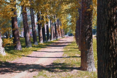 Sarılık ile kavak sokak geç yaz aylarında bırakır