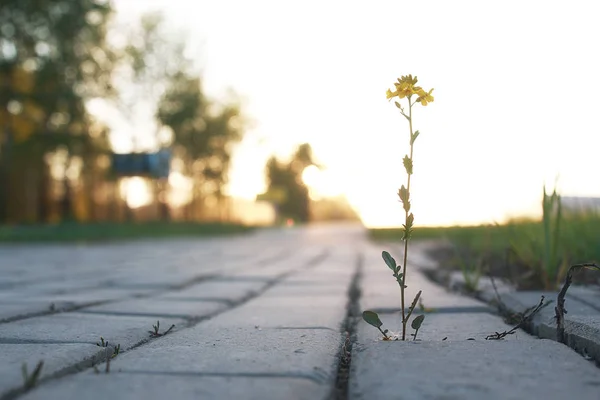Flori care cresc prin piatra de pavaj la apusul soarelui — Fotografie, imagine de stoc
