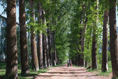Sokak ortasında bahar çiçek yaprakları ile kavak