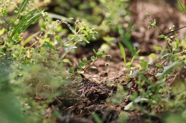 Çim Zemin sabah sunllight üzerinde