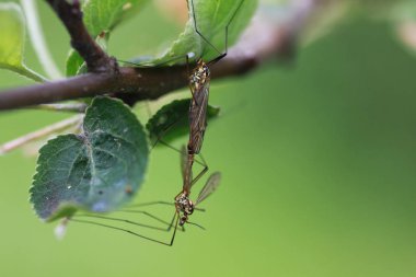 Böcekler bitkilerden tedavisinde