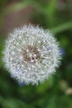 çiftlik doğada açık