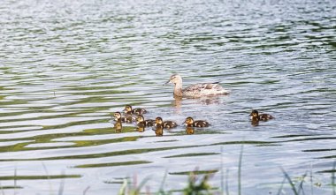 Su birikintisi kuşlarda. Bir sürü ördek ve güvercin su. Mi