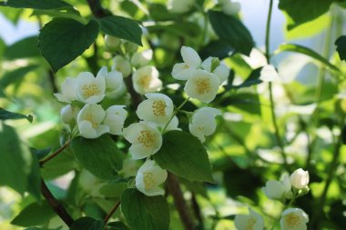 Yaz aylarında Daisy ve Yasemin bush 