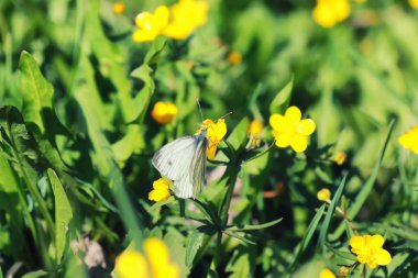 çim ve çiçek bir alanda bahar