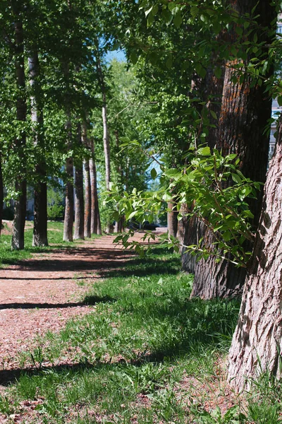 Alley of poplars with blossoming leaves in the middle of spring — Stock Photo, Image