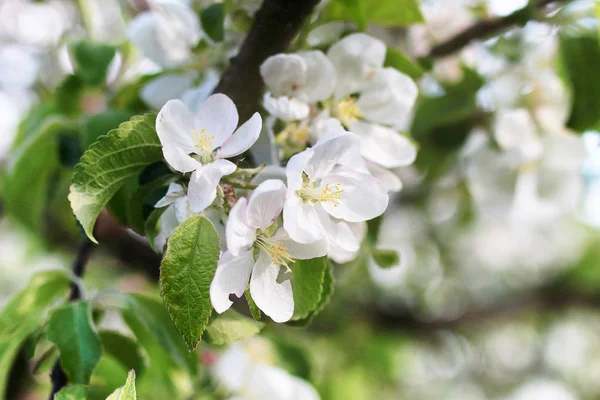 Pommier à floraison printanière précoce avec des fleurs blanches brillantes — Photo