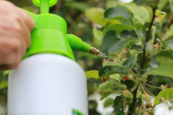 Tratamiento de plantas de insectos — Foto de Stock