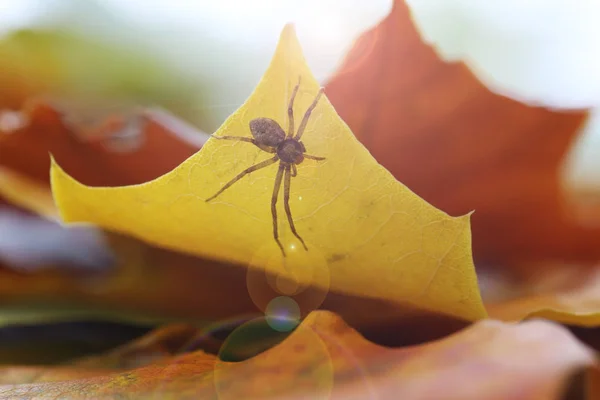 Ainda folhas caem abóbora — Fotografia de Stock