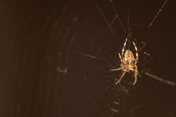 Macro araignée sur la toile — Photo