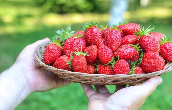 Fragole nella sua mano tesa — Foto Stock