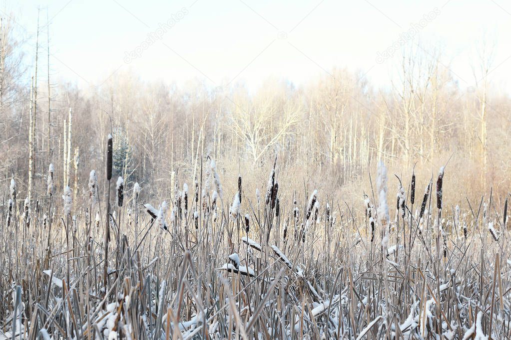 reed winter forest