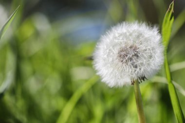 Bahar doğa. Yaprakları ve çalılar ilk yeşil yaprakları ile 