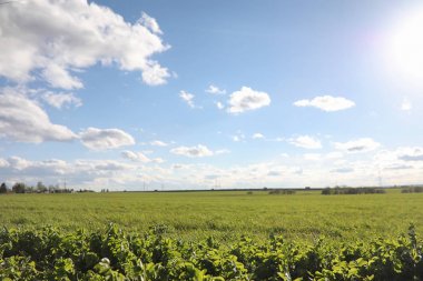 Yatay yaz mevsimindeyiz. Yeşil ağaç ve otların arasında kırsal arazi