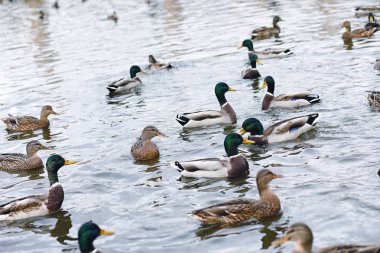 Su birikintisi kuşlarda. Bir sürü ördek ve güvercin su. Mi