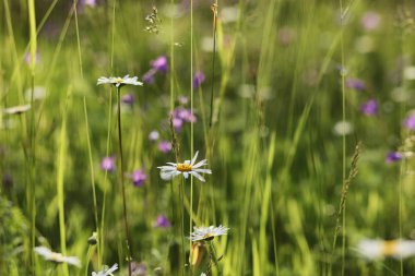 Yatay yaz mevsimindeyiz. Yeşil ağaç ve otların arasında kırsal arazi