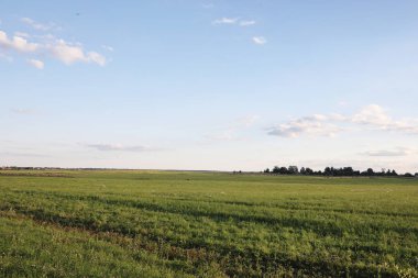 Şehir dışında manzara. Çimenli alan ve mavi gökyüzü. Gün batımı ov