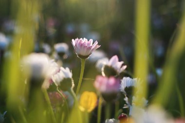çiftlik doğada açık