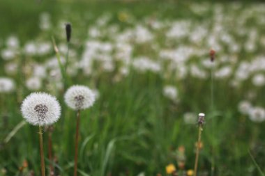 çiftlik doğada açık