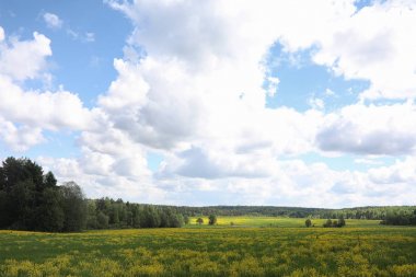 Yatay yaz mevsimindeyiz. Yeşil ağaç ve otların arasında kırsal arazi