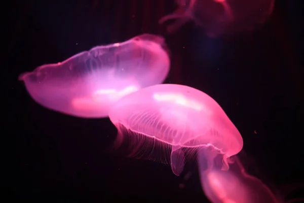 Multicolored jellyfish swim under water — Stock Photo, Image