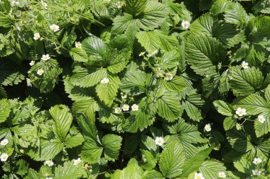 Yatay yaz mevsimindeyiz. Yeşil ağaç ve otların arasında kırsal arazi