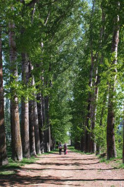 Sokak ortasında bahar çiçek yaprakları ile kavak