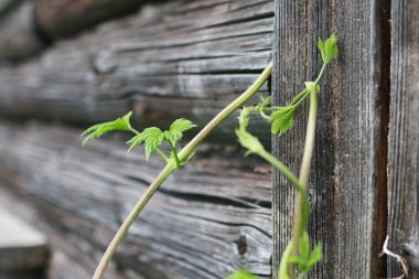 Yatay yaz mevsimindeyiz. Yeşil ağaç ve otların arasında kırsal arazi
