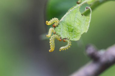 Böcekler bitkilerden tedavisinde