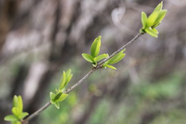 Yatay yaz mevsimindeyiz. Yeşil ağaç ve otların arasında kırsal arazi