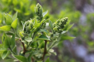 bahar makro yaprak ve çiçek yeni yaşam