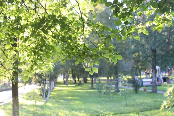 Park leaf solen — Stockfoto