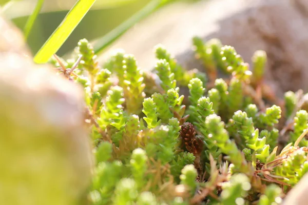 Bahar çim ve çiçek