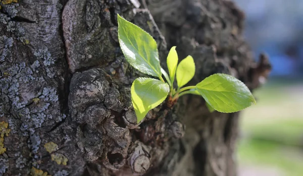 Petite nouvelle feuille sur l'arbre — Photo