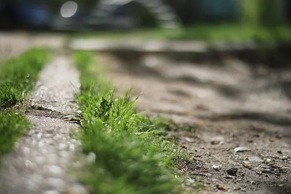 Bahar doğa. Yaprakları ve çalılar ilk yeşil yaprakları ile 