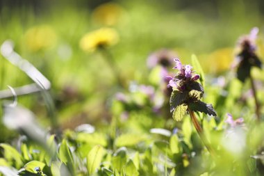 Bahar doğa. Yaprakları ve çalılar ilk yeşil yaprakları ile 