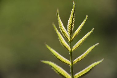 Bahar doğa. Yaprakları ve çalılar ilk yeşil yaprakları ile 