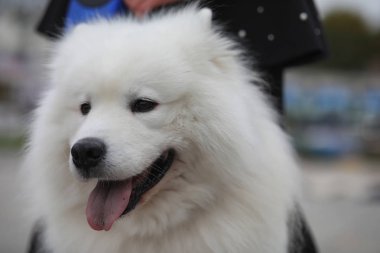 Güzel bir köpekle yürüyüşe çıkmış güzel bir kız. 