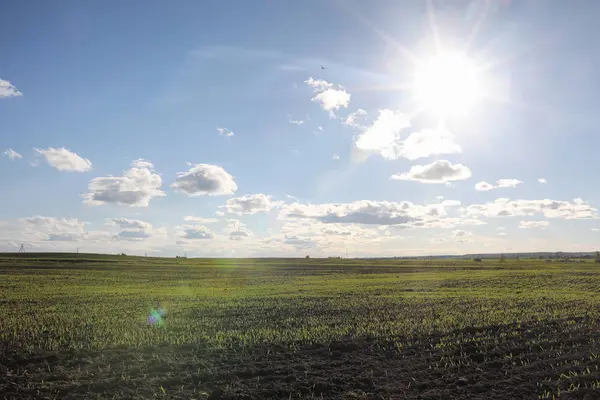 El paisaje es verano. Árboles verdes y hierba en una tierra rural — Foto de Stock