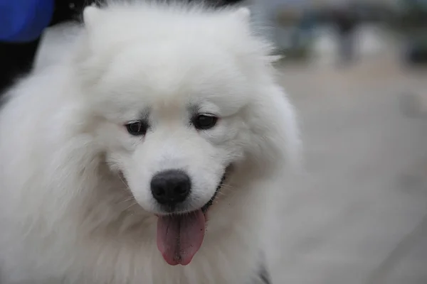 Preciosa chica en un paseo con un hermoso perro — Foto de Stock