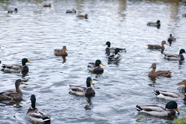 Su birikintisi kuşlarda. Bir sürü ördek ve güvercin su. Mi