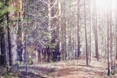 Çam ormanı içinde kar altında baharın başlangıcı. Orman BM