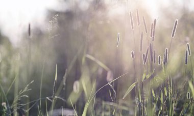 Yatay yaz mevsimindeyiz. Yeşil ağaç ve otların arasında kırsal arazi