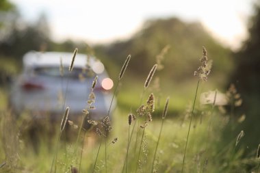 Yatay yaz mevsimindeyiz. Yeşil ağaç ve otların arasında kırsal arazi